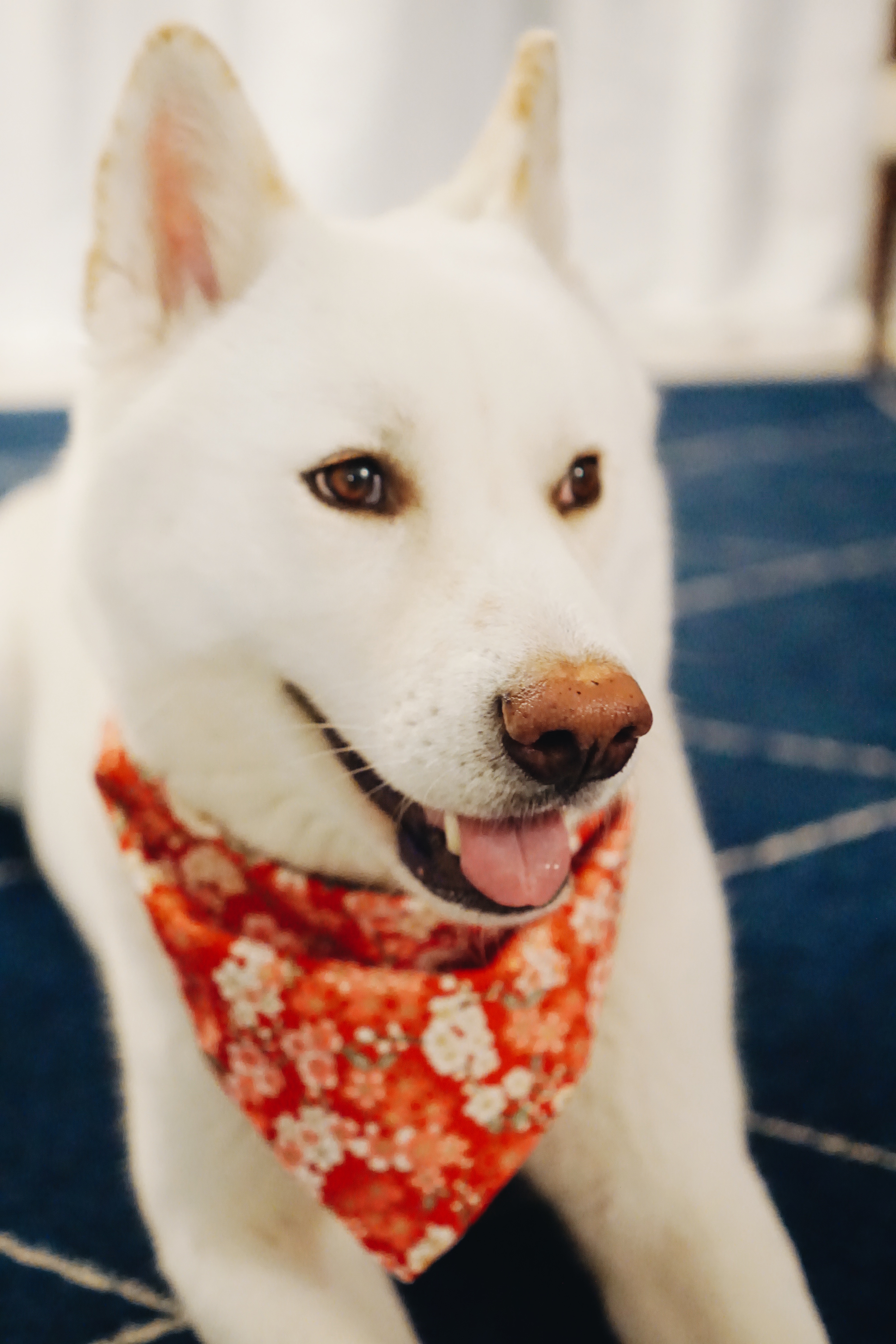 White Japanese Akita